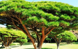 松柏有什么品质，代表坚韧不拔、乐观开朗、斗霜傲雪、刚正不阿