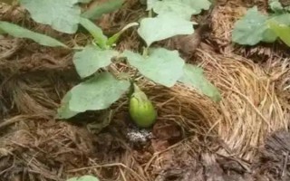 茄子病害及防治方法，常见的病害有猝倒病、褐纹病等