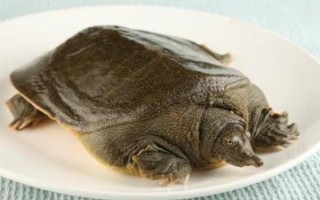 甲鱼夜间的活动规律，夜间活动较为频繁