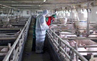 发现非洲猪瘟怎么办，第一时间向当地的有关部门报告