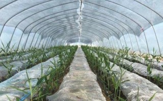 种植生姜要遮阴的原因,植株不耐高温和强光