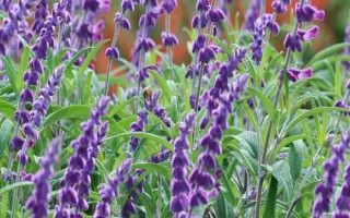 鼠尾草的花语,不同颜色有不同的花语