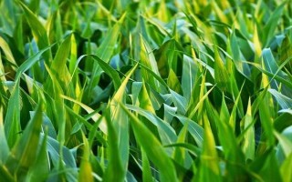 机玉110玉米品种简介，高抗茎腐病