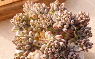 蓝豆多肉如何度夏，把它放在有散射光处养护