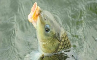钓鲤鱼的饵料,是最常见的淡水鱼类