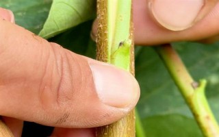 晚秋黄梨的特点,具有早期丰产、易管理等特点