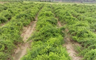 天冬的价格，大概在22-35元一斤