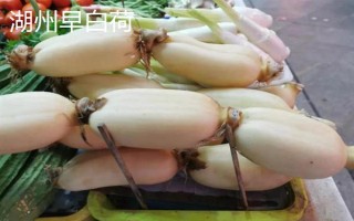 莲藕哪些品种比较好,鄂莲系列具有较高的品质