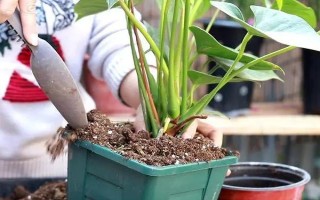 红掌的养殖方法,适宜生长的温度在20-25℃