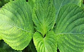 苏子的产地，在我国主产于安徽、湖南、台湾等省份