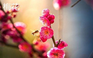 海棠花与梅花有什么区别,株形、叶片、花朵、花期均不同