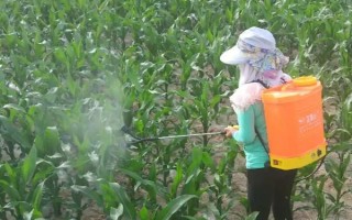 氯吡嘧磺隆主要用于什么作物，主要用在小麦、玉米、高粱等作物