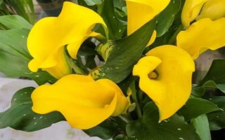 送马蹄莲花代表的意思，每种颜色都具有不同的意义