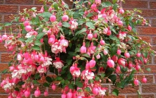 怎么养倒挂金钟,在生长期7-10天左右施肥一次