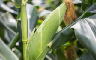 沈爆15玉米种子简介,中抗禾谷镰孢茎腐病