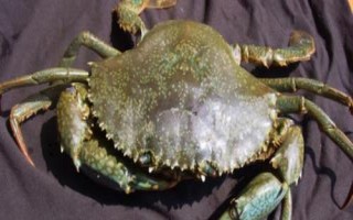 锯缘青蟹如何养殖,是我国珍贵的水产品之一