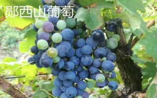 湖北郧西县有哪些特产，郧西野香椿是必选项