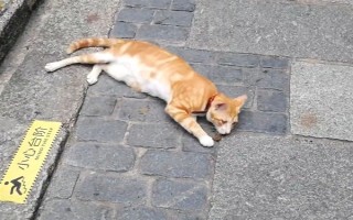 为什么猫咪喜欢在混凝土地面上打滚，可通过地面的温度来调节体温