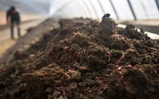 蚯蚓没有销路如何解决，卖给渔具店是不错的选择