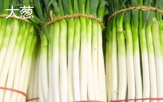 哪些蔬菜适合在3月份种植,包括空心菜、丝瓜、苋菜等品种