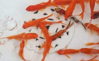 怎样让每条金鱼都吃上食，最简单的方法就是投喂大量的食物