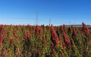 种植藜麦的前景，当前市场需求大前景可观