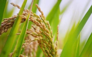 内优6478(试验名称:内优6478)水稻种简介,高抗稻曲病(0.0级)