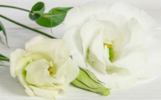 紫色洋桔梗的花语,代表真诚的爱、无望的爱、永恒的爱