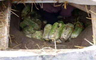 白菜的生长周期是多久，是55-100天左右