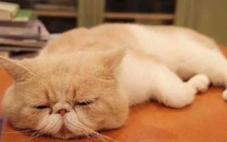 家庭养猫可以使用蚊香吗,短时间摄入过量菊酯会出现中毒症状