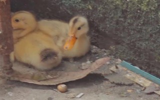 给鸭子喂盐的作用，出栏前喂盐可以增重