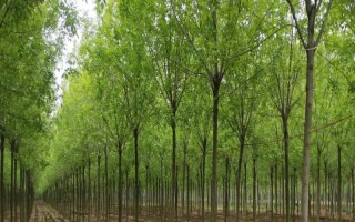 白蜡如何嫁接，可嫁接金枝槐或水曲柳