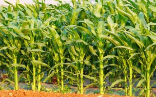 绿原9号玉米种子介绍,亩植密度3000株左右