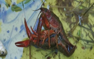 小龙虾的繁殖期，全年都可以进行繁殖活动