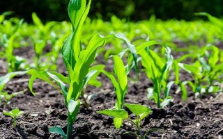 玉米苗几叶移植，进入2.5-3叶期之后便可移栽