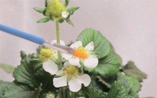哪些因素会影响草莓膨大,主要有种子、温度、光照等5个原因