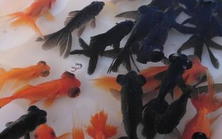 小金鱼眼睛掉了怎么办，需保持水质的清洁并用敌百虫药浴