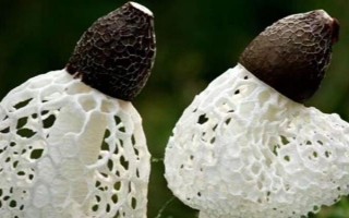 竹荪的品种有哪些,常见的有长裙竹荪、短裙竹荪等