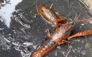 小龙虾的繁殖期，全年都可以进行繁殖活动