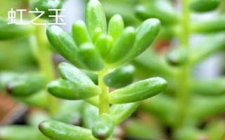 虹之玉锦掉叶怎么解决，水量过少要增加浇水频率