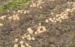 马铃薯膜下播种要点,播种深浅与覆土厚度均要保持一致