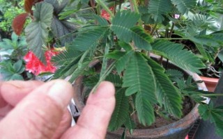 含羞草的水培方法，选择无病虫害的小苗水培