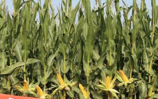 H1303玉米种子介绍，注意防治丝黑穗病