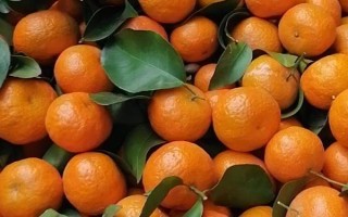 沙糖桔的产地，当前主产于广东、广西等地