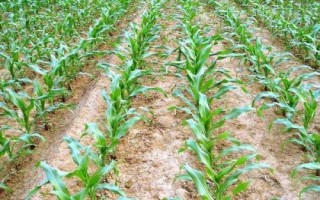 LF091玉米种子特征特性，中抗大斑病