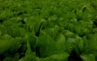 8月底适合种什么蔬菜，茼蒿、芥菜、菠菜等品种均可选择