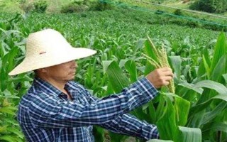 玉米灌浆期倒伏怎么办，可人工扶直