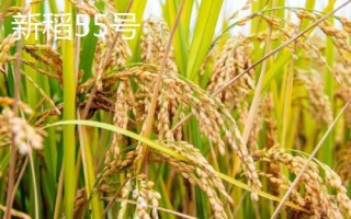 适合种植在新疆地区的水稻品种,新稻58号可在南疆和北疆推广种植
