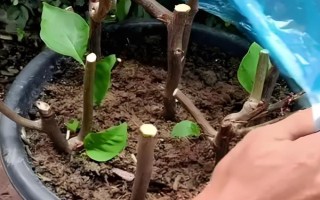 如何养殖三角梅,冬季每天晒光不可少于8小时