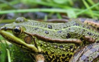 青蛙还叫什么，又被称为蛙、蛤蟆、田鸡、蛙子等